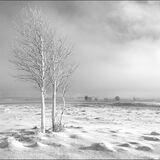 Winter Moorland