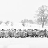 Sheep in the Snow