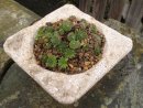 Hypertufa planter, Hypertufa Plant pot, Etsy, PJCreationCraft.
