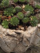 Jelly Mold Texture Detail