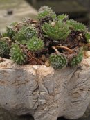 Jelly Mold Texture Detail.