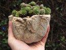 Hypertufa planter, Hypertufa Plant pot, Etsy, PJCreationCraft.