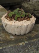 Hypertufa planter