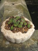 Hypertufa planter, Hypertufa Plant pot, Etsy, PJCreationCraft.