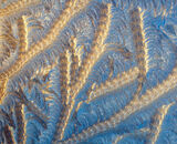 Task 4 - Patterns and Textures in Nature: 2nd Place: Melting Frost