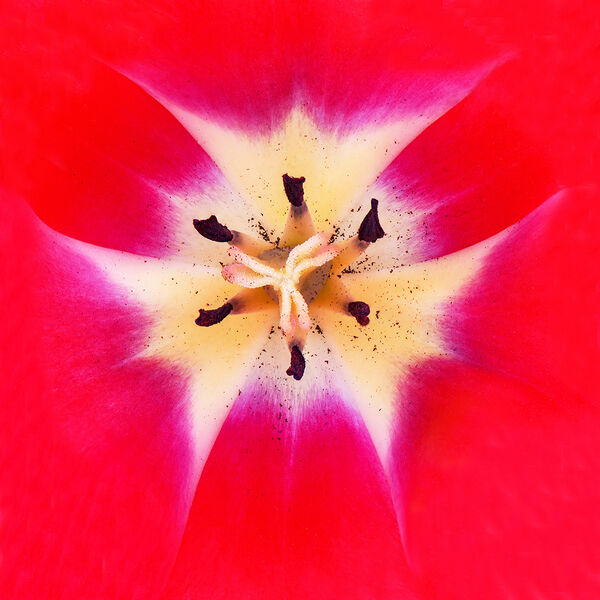 Task 4 - Patterns and Textures in Nature: 3rd Place: Tulip Stigma and Stamens