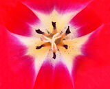 Task 4 - Patterns and Textures in Nature: 3rd Place: Tulip Stigma and Stamens