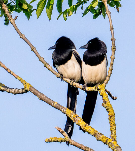 Task 2 - Superstition: 2nd Place: Two For Joy