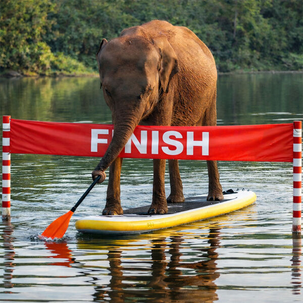 Task 3 - AI: 2nd Place: How Do Elephants Keep Their Feet Dry