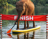 Task 3 - AI: 2nd Place: How Do Elephants Keep Their Feet Dry