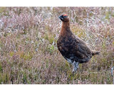 2nd Place: Moorland Birds