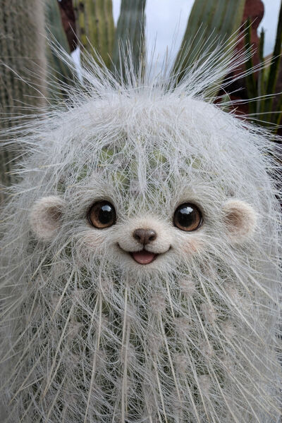 Task 3 - AI: Joint 3rd Place: Lesser Spotted Cactus Fox