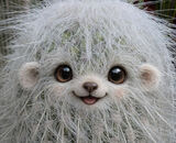 Task 3 - AI: Joint 3rd Place: Lesser Spotted Cactus Fox