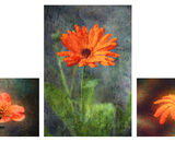 2021-22 Themed Set of 3