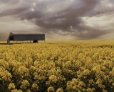 Commended: Dorset Oilseed rape