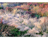 3rd Place: Hints of Autumn in a Cottage Garden