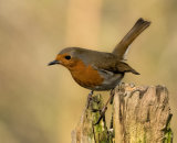 Highly Commended: Robin