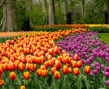 Commended: A Tapestry 0F Tulips In Woodland