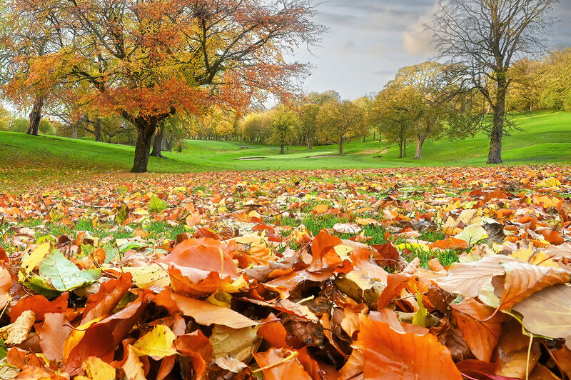 Task 1 - Frog Perspective: 2nd Place: Autumn Leaves