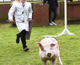 Commended: Going the Whole Hog