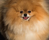 Highly Commended: Happy Pomeranian