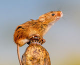 1st Place: Autumnal Harvest Mice - 1