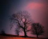 Highly Commended: Trees in Winter