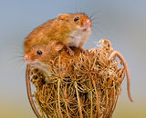 1st Place: Autumnal Harvest Mice - 2