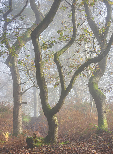 Accepted: In Honley Woods