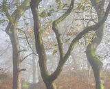 Accepted: In Honley Woods