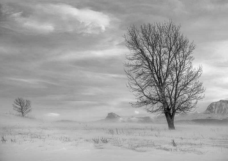 Certificate: Alberta Snowscape