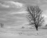 Certificate: Alberta Snowscape