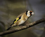 Commended: Goldfinch