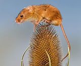 1st Place: Autumnal Harvest Mice - 3