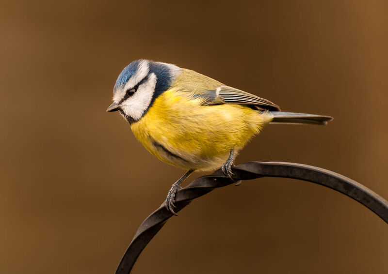 Commended: Blue Tit