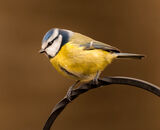 Commended: Blue Tit