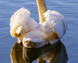 Commended: Lone Swan