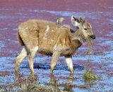 2nd Place - Sambar Deer and Indian Pond Heron