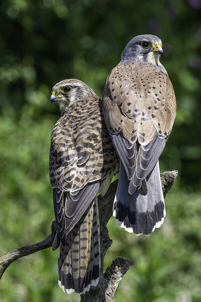 Commended: A Fine Couple
