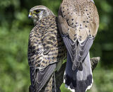 Commended: A Fine Couple