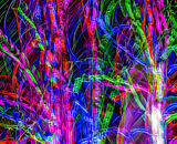 Certificate: Arboreal Christmas Lights