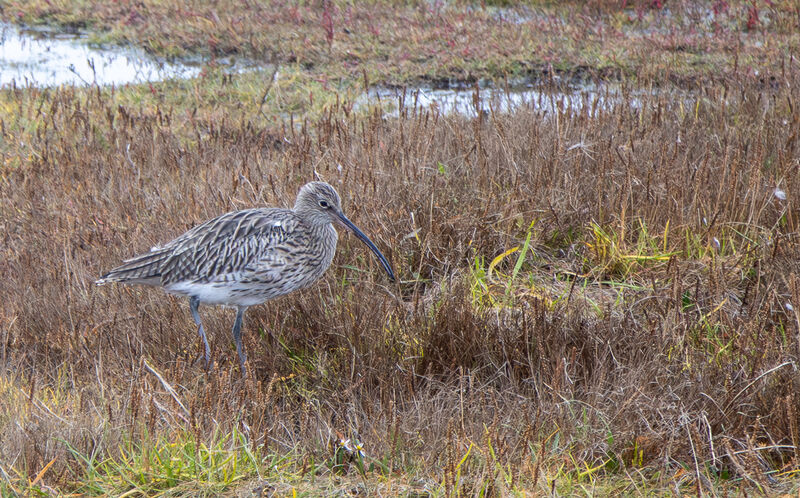 2nd Place: Curlew Numenius Arquata