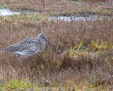 2nd Place: Curlew Numenius Arquata