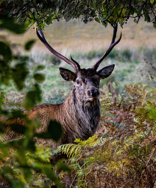 Commended: Stag In Glen Etive