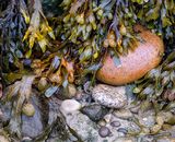 Commended: Seaweed Pebbles and Stone