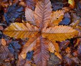 Highly Commended: Star