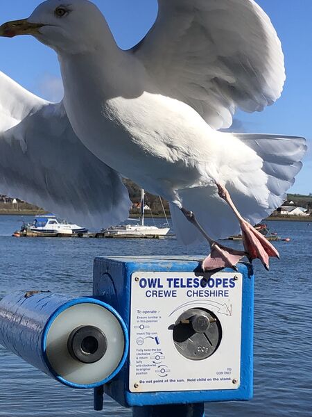 Commended: Gulls don't need telescopes