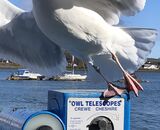 Commended: Gulls don't need telescopes