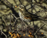 3rd Place - Redwing feeding on Rowan berries