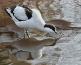 Highly Commended: Feeding Avocet